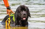 Newfoundland is trained as a water rescue dog