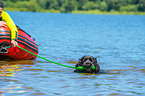 Newfoundland is trained as a water rescue dog