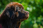 Newfoundland  Portrait