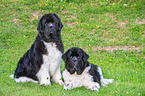 Newfoundlands