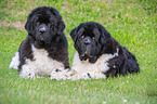 Newfoundlands