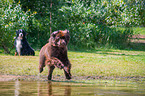 Newfoundlands