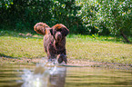 running Newfoundland