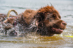 Newfoundland is trained as a water rescue dog