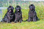 Newfoundlands