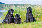 Newfoundlands