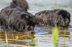 Newfoundlands