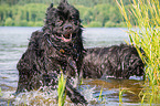 Newfoundlands