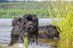 Newfoundlands