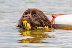 Newfoundland is trained as a water rescue dog