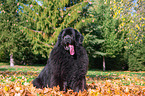 Newfoundland Dog in the foliage