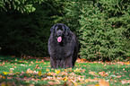 Newfoundland Dog in the foliage