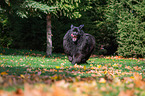 Newfoundland Dog in the foliage