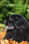 Newfoundland Dog in the foliage