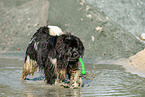 playing Newfoundland Dog