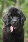 Newfoundland Dog Puppy