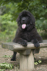 Newfoundland Dog Puppy