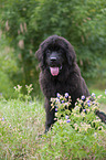 Newfoundland Dog Puppy