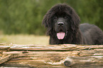 Newfoundland Dog Puppy