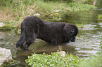 Newfoundland Dog Puppy