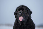 Newfoundland in the snow