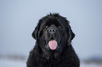 Newfoundland in the snow