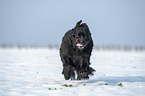 Newfoundland in the snow