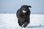 Newfoundland in the snow