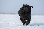 Newfoundland in the snow