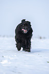 Newfoundland in the snow