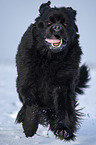 Newfoundland in the snow