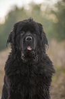 Newfoundland Portrait