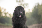 Newfoundland Portrait