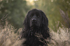 Newfoundland Portrait