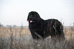 standing Newfoundland