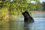 Newfoundland in the water