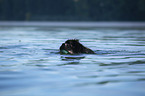 Newfoundland in the water