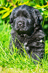 Newfoundland Puppy sitting