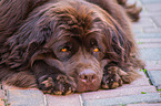 lying Newfoundland Dog