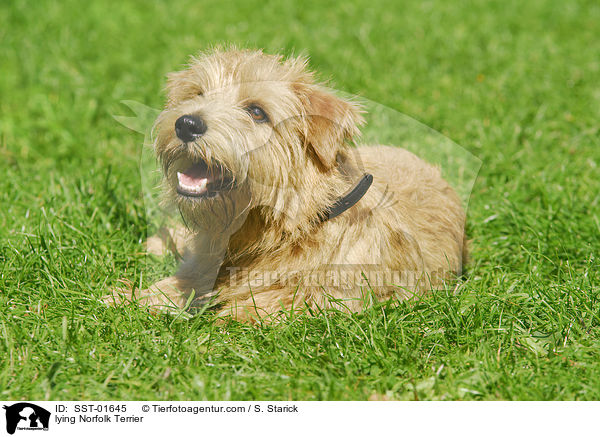 lying Norfolk Terrier / SST-01645