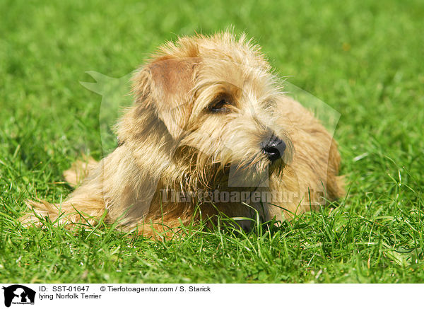 Norfolk Terrier liegt auf Wiese / lying Norfolk Terrier / SST-01647