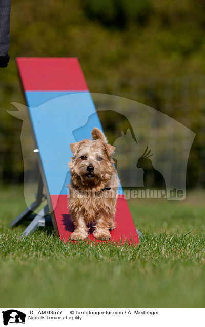 Norfolk Terrier beim Agility / Norfolk Terrier at agility / AM-03577