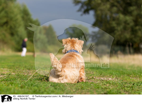 sitting Norfolk Terrier / AM-04197