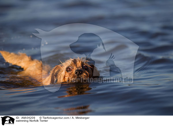 schwimmender Norfolk Terrier / swimming Norfolk Terrier / AM-04209