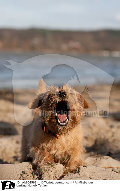 bellender Norfolk Terrier / barking Norfolk Terrier / AM-04563