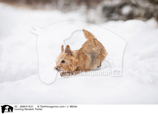 running Norwich Terrier / JAM-01421