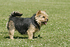 Norwich Terrier