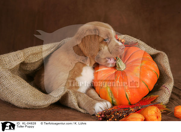 Toller Welpe / Toller Puppy / KL-04828