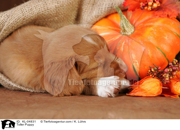 Toller Welpe / Toller Puppy / KL-04831