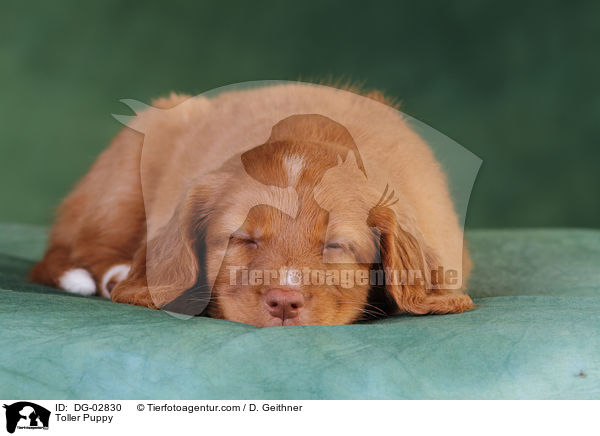 Toller Welpe / Toller Puppy / DG-02830